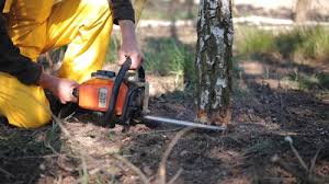 How Our Tree Care Process Works  in Clifton, IL